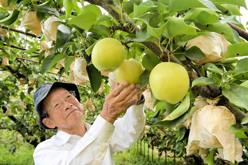 【絵海梨】自然栽培 玄米 23kg(8分づき)(特注) 2024年産 絵海梨様専用】自然栽培 玄米 23kg(8分づき)(特注) 2024年産