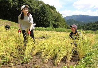 鎌を使った稲刈りに汗を流す参加者＝宍粟市波賀町飯見