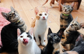 保護された野良猫たち。不妊手術を経て里親を待っている＝上郡町井上