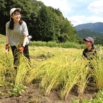 鎌を使った稲刈りに汗を流す参加者＝宍粟市波賀町飯見