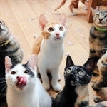 保護された野良猫たち。不妊手術を経て里親を待っている＝上郡町井上