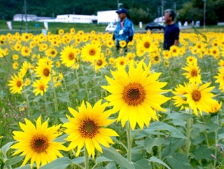 畑一面を鮮やかな黄色に染めるヒマワリ＝市川町奥