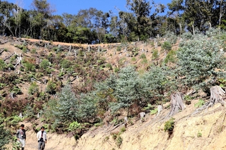 佐用町などが整備したユーカリの植栽実験場＝佐用町佐用