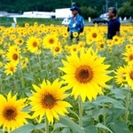 畑一面を鮮やかな黄色に染めるヒマワリ＝市川町奥