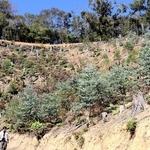 佐用町などが整備したユーカリの植栽実験場＝佐用町佐用