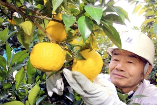 鮮やかな黄色の実に育ったユズ＝神河町根宇野