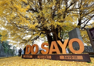 「ＤＯ　ＳＡＹＯ」のモニュメントの前にそびえ立つ大イチョウ＝佐用町佐用（撮影・辰巳直之）