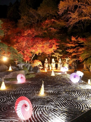 ライトアップされ、石庭に並ぶ和傘やあんどんと競演するモミジ＝佐用町家内