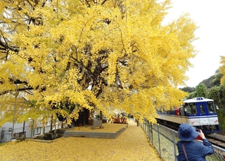 線路沿いにそびえ立つ大イチョウ＝佐用町佐用
