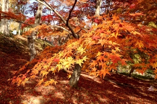 木漏れ日を受け、赤く輝くモミジ＝宍粟市山崎町元山崎