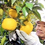 鮮やかな黄色の実に育ったユズ＝神河町根宇野