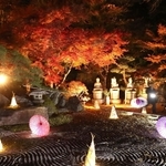 ライトアップされ、石庭に並ぶ和傘やあんどんと競演するモミジ＝佐用町家内、清林寺（撮影・辰巳直之）