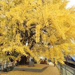 線路沿いにそびえ立つ大イチョウ＝佐用町佐用（撮影・辰巳直之）