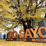 「ＤＯ　ＳＡＹＯ」のモニュメントの前にそびえ立つ大イチョウ＝佐用町佐用（撮影・辰巳直之）