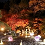 ライトアップされ、石庭に並ぶ和傘やあんどんと競演するモミジ＝佐用町家内