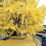 線路沿いにそびえ立つ大イチョウ＝佐用町佐用