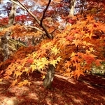 木漏れ日を受け、赤く輝くモミジ＝宍粟市山崎町元山崎