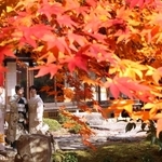 モミジが色づいた聚遠亭の庭園。振り袖姿で成人式の前撮りをする人が次々と訪れた＝たつの市龍野町