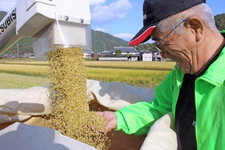 米の出来を確認する大成正悟社長＝神河町中村