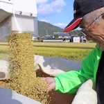 米の出来を確認する大成正悟社長＝神河町中村