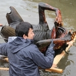 池での勤務を終え、運び出される２号機＝福崎町西田原