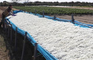 寒風にさらされ、うま味を増すという「切り干し大根」＝たつの市御津町苅屋