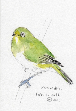 メジロのスケッチ（遺族提供）