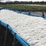 寒風にさらされ、うま味を増すという「切り干し大根」＝たつの市御津町苅屋