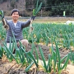 やわらか、とろりとした食感「まちこネギ」味わって　17日に市川町で販売・試食イベント