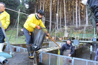 長谷漁協の養殖場から福良湾に向けて、サクラマスを運び出す組合員ら＝神河町川上