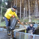 長谷漁協の養殖場から福良湾に向けて、サクラマスを運び出す組合員ら＝神河町川上