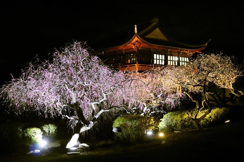 あでやかに満開 たつの「世界の梅公園」で夜間ライトアップ 7日から