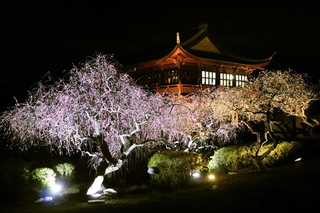 試験点灯され、暗闇に浮かび上がる満開の梅花＝世界の梅公園
