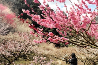 山の斜面を鮮やかに染め上げるウメ＝坂本梅園