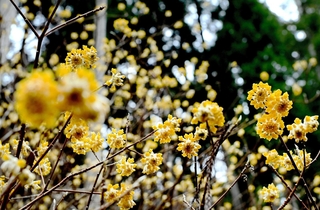 森の中で、星のように咲くミツマタの花＝宍粟市一宮町東河内