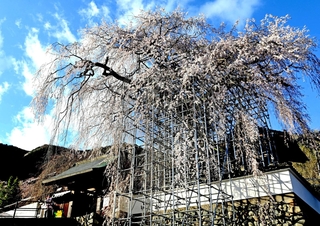 滝が流れるように咲き誇るイトザクラ＝佐用町漆野