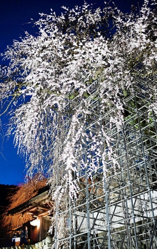 滝が流れるように咲き誇るイトザクラ＝佐用町漆野