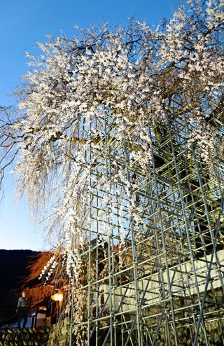 滝が流れるように咲き誇る大イトザクラ＝佐用町漆野