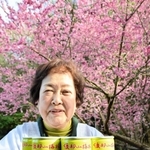 さらば名物梅ジュース　綾部山梅林で30年以上続く人気の土産　缶の部材生産停止で今季が最後