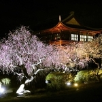 あでやかに満開　たつの「世界の梅公園」で夜間ライトアップ　7日から週末の計4日