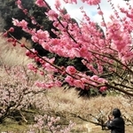 山の斜面を鮮やかに染め上げるウメ＝坂本梅園