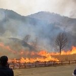 パチパチと音を立てながら枯れ草を焼き尽くす炎＝神河町川上、砥峰高原