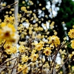 森の中で、星のように咲くミツマタの花＝宍粟市一宮町東河内