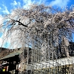 滝が流れるように咲き誇るイトザクラ＝佐用町漆野