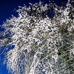 空から降り注ぐ花々　樹齢300年超、大イトザクラが見頃　佐用・光福寺