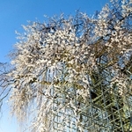 滝が流れるように咲き誇る大イトザクラ＝佐用町漆野