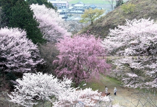 白からピンクのグラデーションになった桜の山＝神河町東柏尾