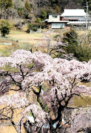 静かな山里を彩るしだれ桜＝上郡町小野豆