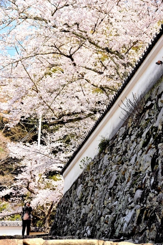 満開の桜に彩られた龍野城跡＝たつの市龍野町上霞城