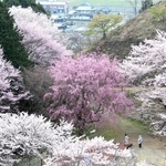 白からピンクのグラデーションになった桜の山＝神河町東柏尾